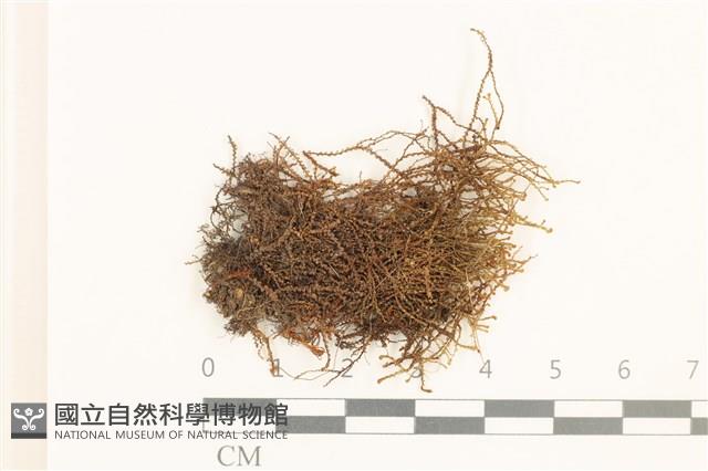 登錄號:B00020639藏品圖，第1張