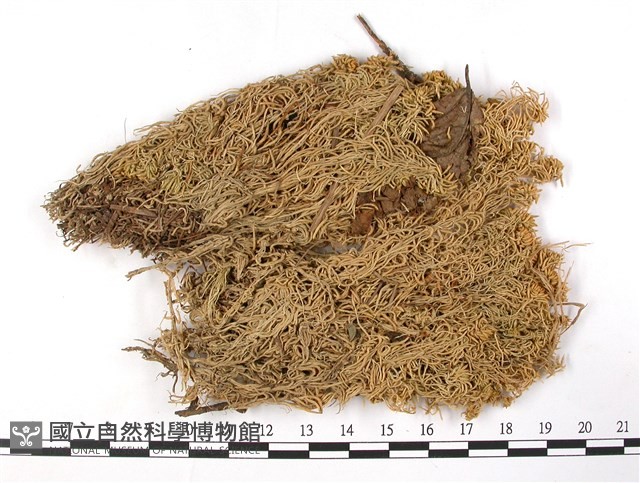 白齒泥炭蘚藏品圖，第1張