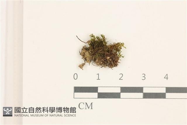 尖葉仙鶴蘚藏品圖，第1張