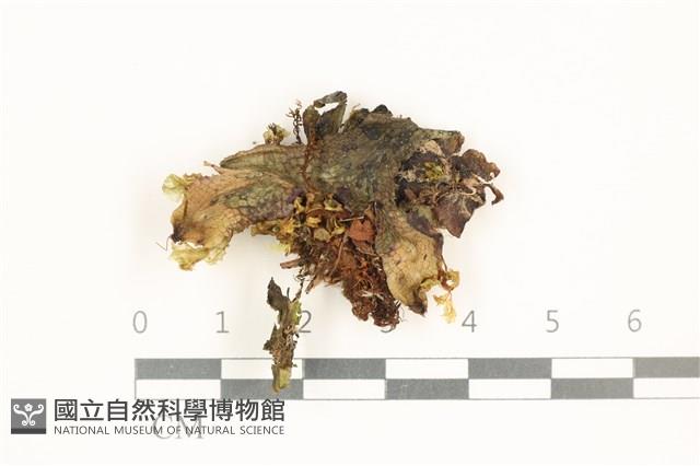 蛇苔藏品圖，第1張