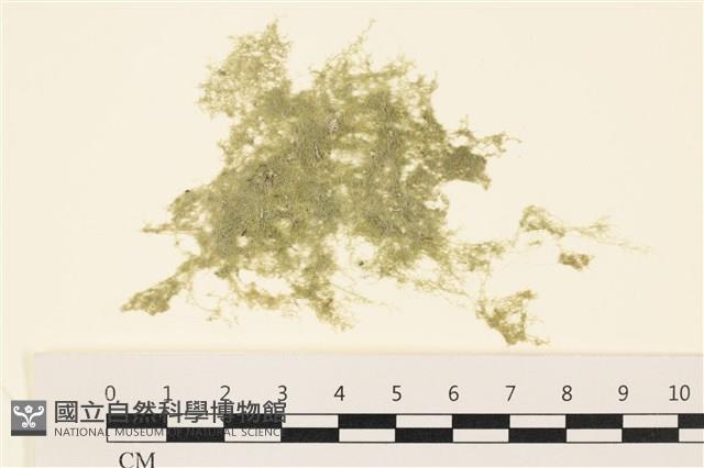 布氏藻藏品圖，第1張