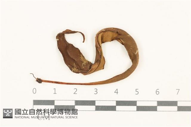 登錄號:B00019039藏品圖，第1張