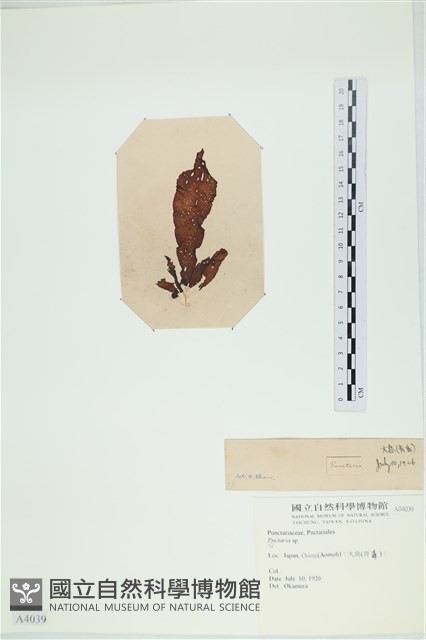 登錄號:A00004039藏品圖，第3張