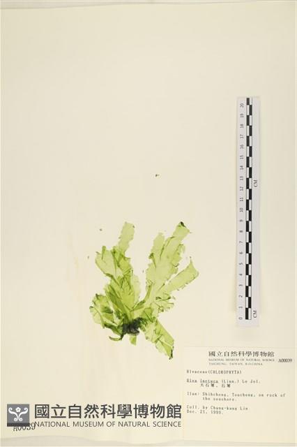 大石蓴, 石蓴藏品圖，第1張
