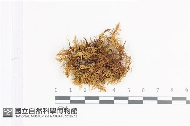 山羽蘚藏品圖，第1張