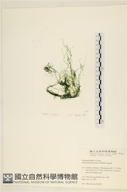 筋條石髮藏品圖，第1張