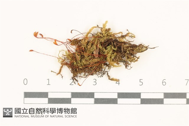 登錄號:B00015139藏品圖，第1張