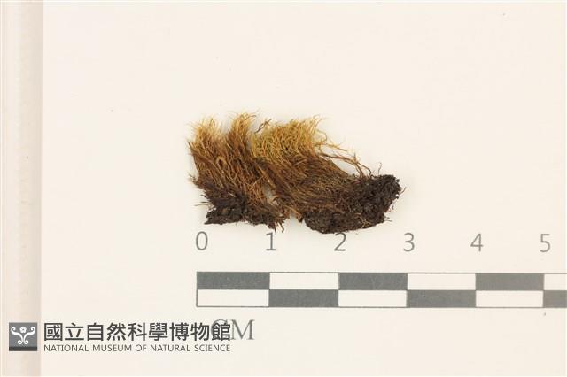 登錄號:B00010139藏品圖，第1張