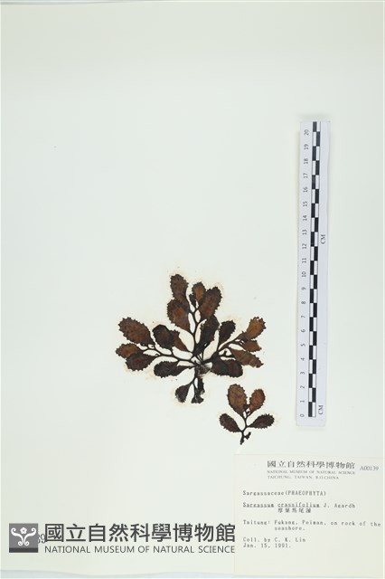 厚葉馬尾藻藏品圖，第3張