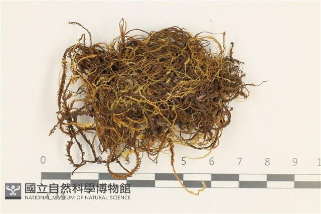 多疣懸蘚藏品圖，第1張
