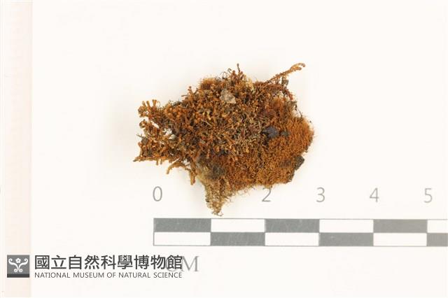 登錄號:B00019539藏品圖，第1張