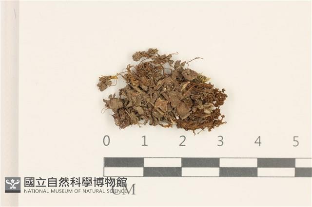 卷葉仙鶴蘚藏品圖，第1張