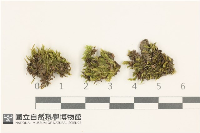細葉真蘚藏品圖，第1張