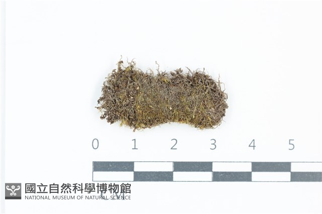 粗毛青毛蘚藏品圖，第1張