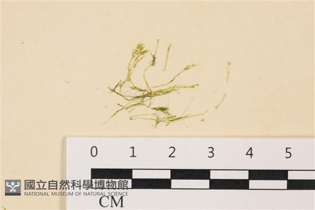 登錄號:A00006439藏品圖，第1張