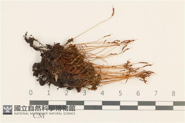 仙鶴蘚藏品圖，第1張