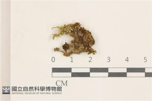 登錄號:B00010439藏品圖，第1張