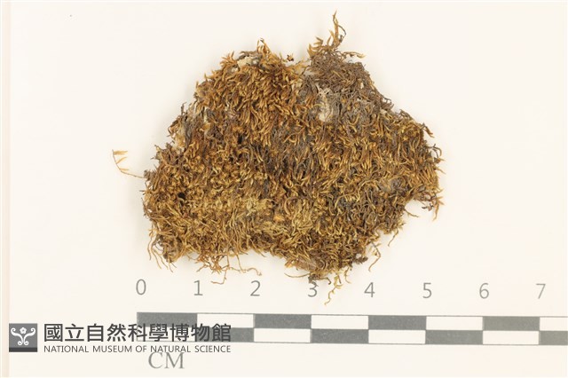 全緣小錦蘚藏品圖，第1張