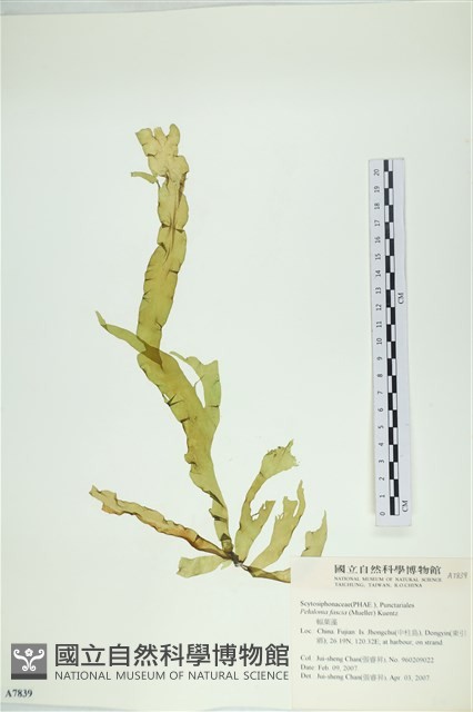 西洋葉苔藏品圖，第1張