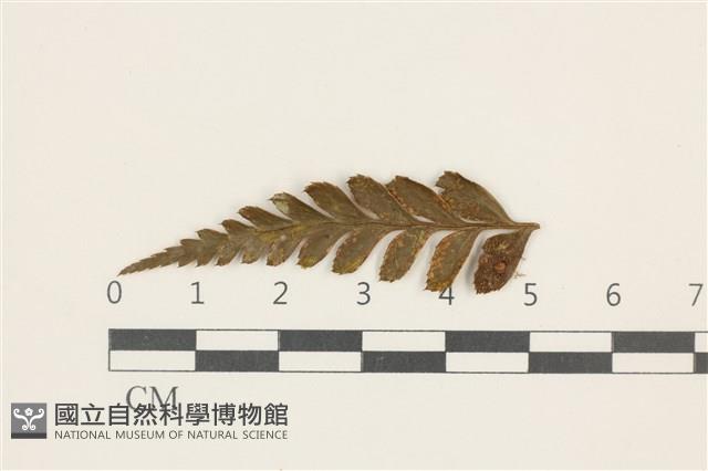 登錄號:B00019339藏品圖，第1張