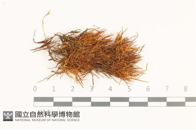 柳葉反齒蘚藏品圖，第1張