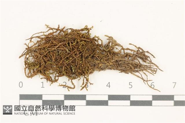 皺葉牛舌蘚藏品圖，第1張