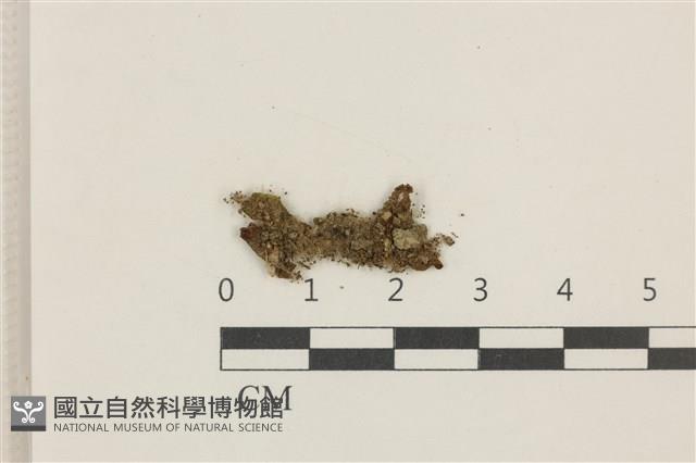 日本蛇苔藏品圖，第1張