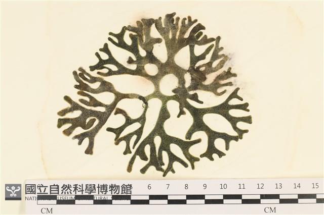 雙叉水松藏品圖，第1張