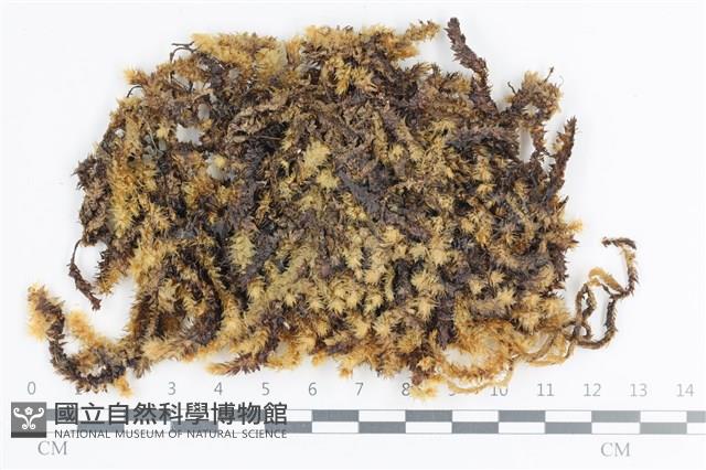 大灰氣蘚藏品圖，第1張