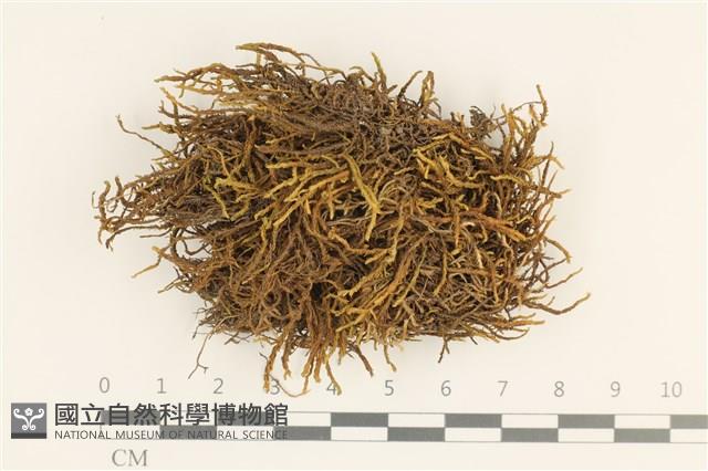 小牛舌蘚藏品圖，第1張