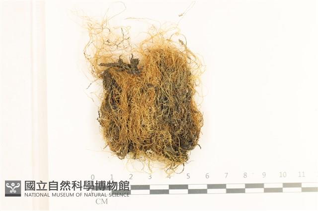 多疣懸蘚藏品圖，第1張
