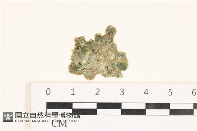 法囊藻藏品圖，第1張