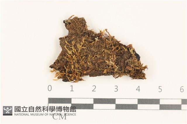 睫毛苔藏品圖，第1張