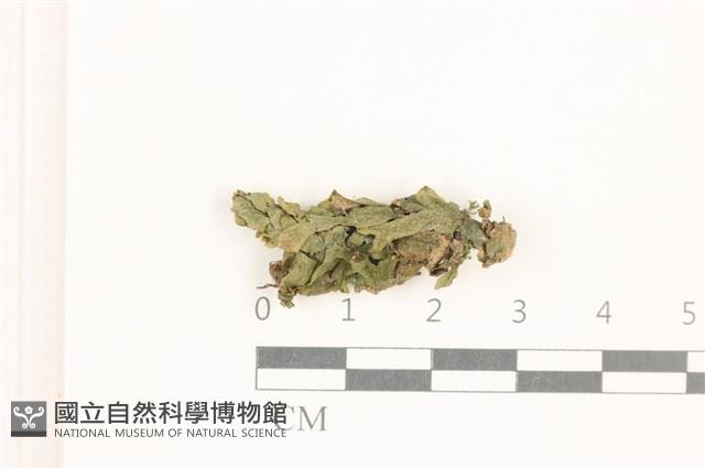 小蛇苔藏品圖，第1張