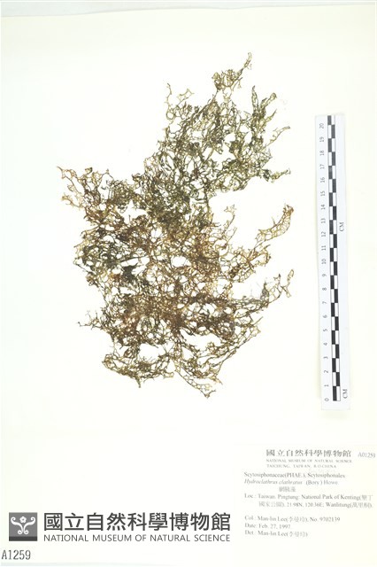 網胰藻藏品圖，第1張
