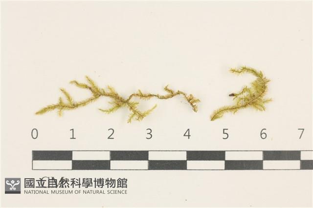 登錄號:B00013259藏品圖，第1張