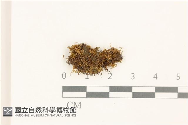 登錄號:B00009059藏品圖，第1張