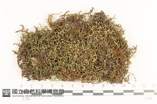 鞭苔,三裂鞭苔藏品圖，第1張
