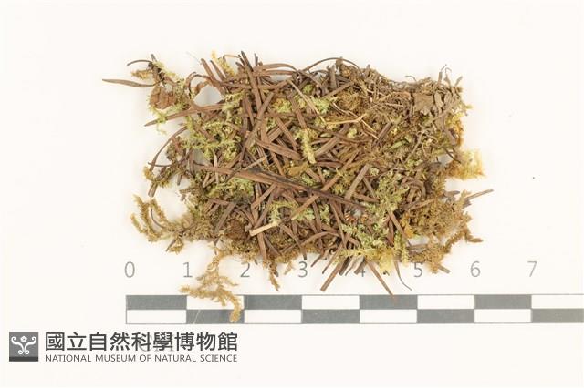 扁灰蘚藏品圖，第1張