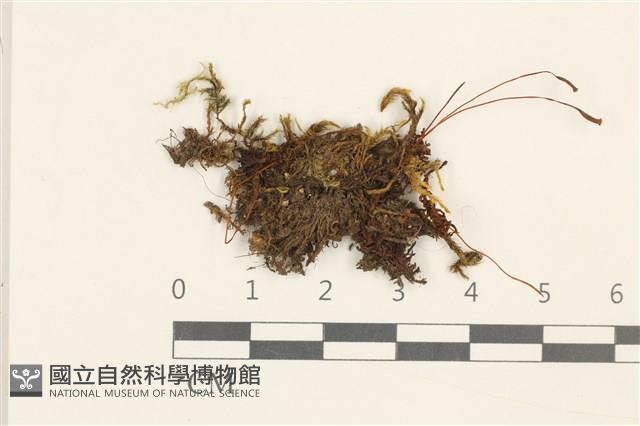 仙鶴蘚藏品圖，第1張