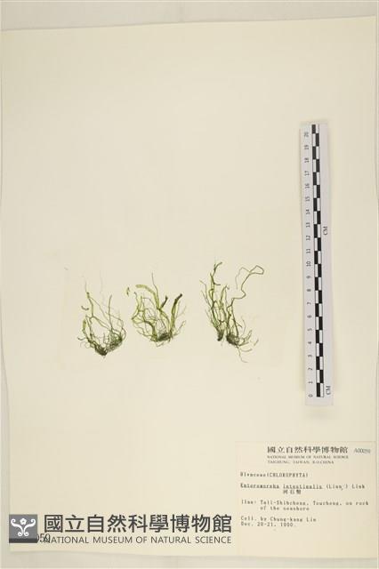 腸滸苔, 河石髮藏品圖，第3張