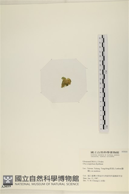 茶花石蓴, 牡丹菜藏品圖，第3張