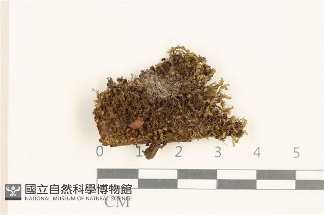 登錄號:B00004559藏品圖，第1張