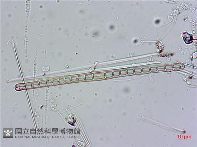 登錄號:A00004559藏品圖，第4張