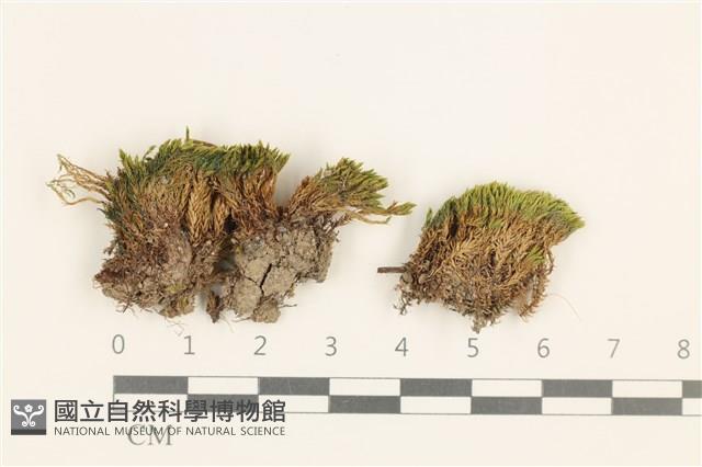 登錄號:B00017559藏品圖，第1張