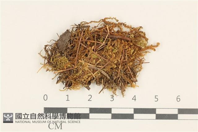 細裂瓣苔藏品圖，第1張