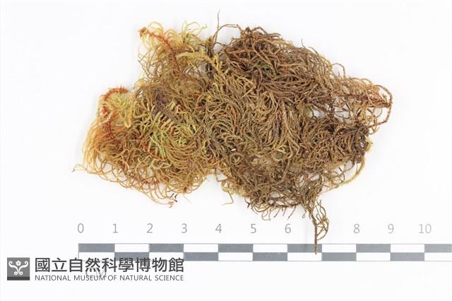 登錄號:B00020559藏品圖，第1張