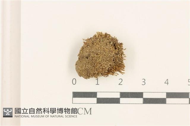 登錄號:B00014459藏品圖，第1張