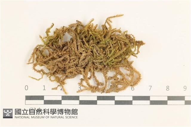 登錄號:B00013459藏品圖，第1張