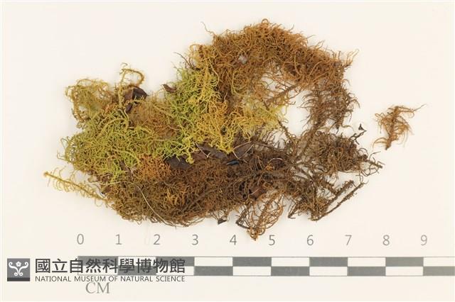 毛羽蘚藏品圖，第1張